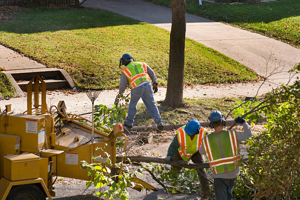 How Our Tree Care Process Works  in Chanhassen, MN